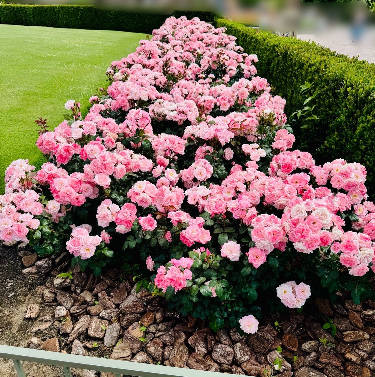 白とピンクの薔薇がとても綺麗です！ #TDL