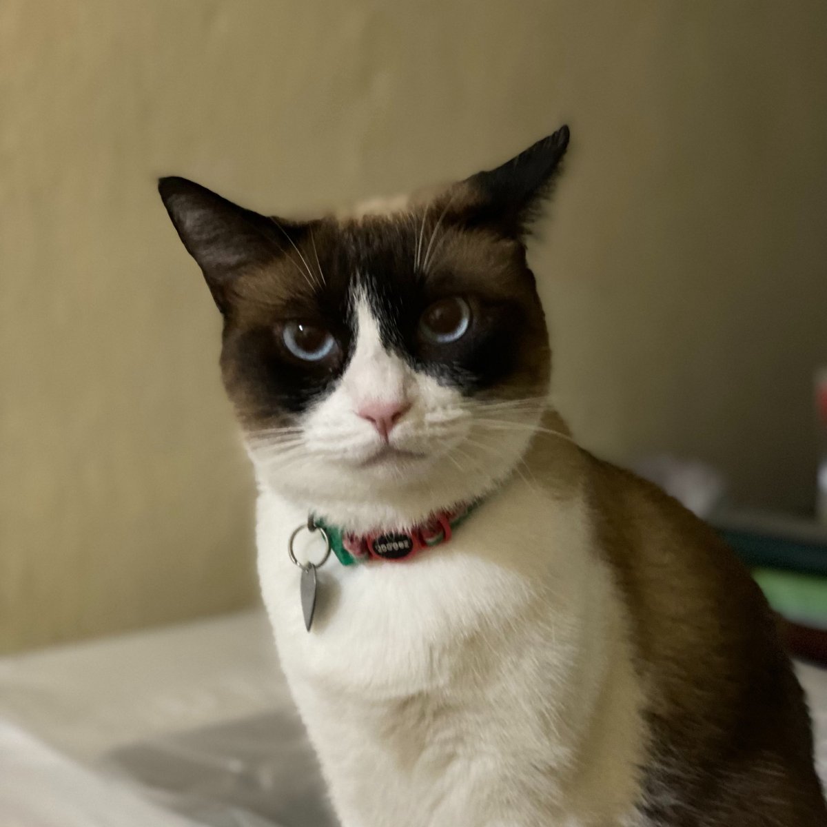 Adotem e mudem a vida de um gatinho de rua

2021/2026