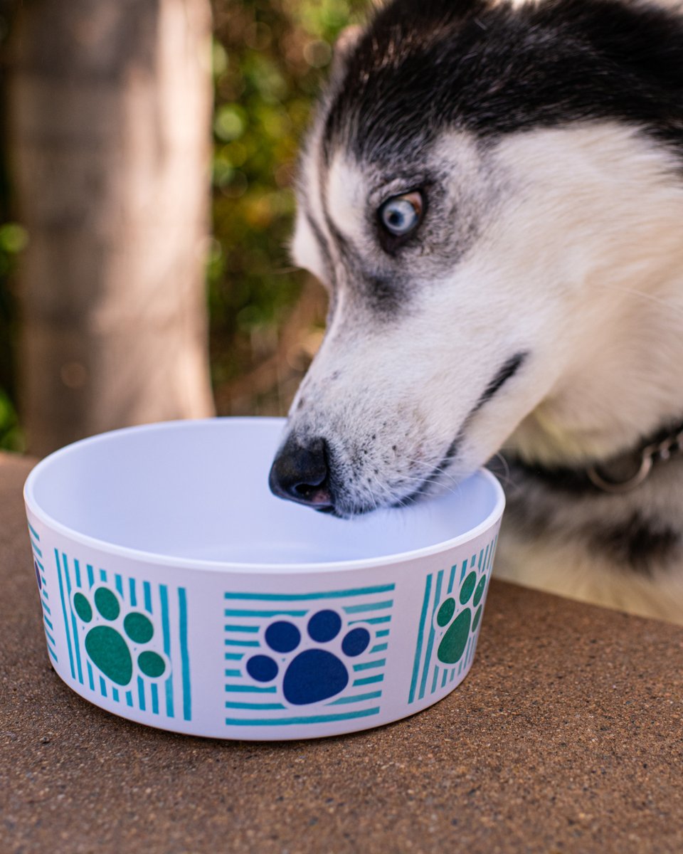 LovingPetsCorp's tweet photo. Dogs’ whiskers and snouts are sensitive—narrow or deep bowls can cause discomfort. When in doubt, size up and choose a non-skid base to keep it steady.

The Loving Pets Dolce Moderno Bowl offers both, in sizes to suit your dog. Find it at https://t.co/s0Wpqnop16 https://t.co/pQMuYxwtxh