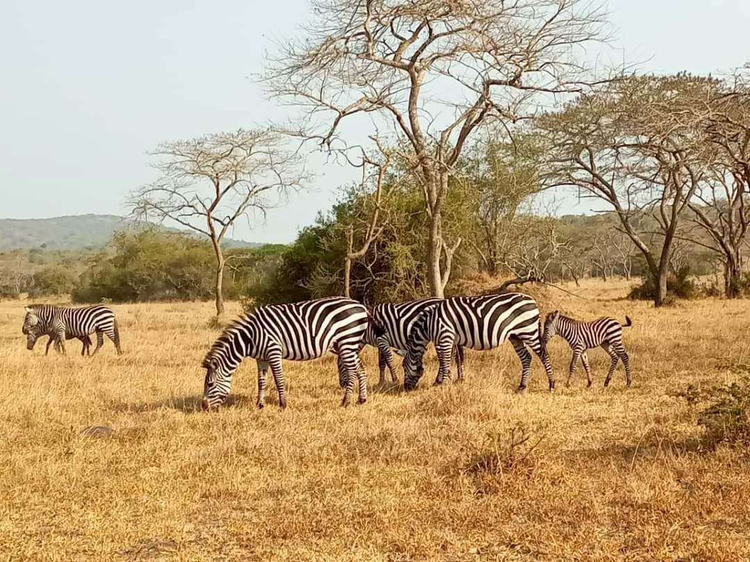 ParksInUganda's tweet photo. BEST TIME FOR YOUR HORSE RIDING SAFARI IN LAKE MBURO.
The Months of March/April/May/October, &amp; November. Grass is green, animals feed in open plains, so sightings are easier. 
Dry season, June - September, animals cluster at water bodies.
https://t.co/vFYmCdWbqb https://t.co/DsUqKBPAoX