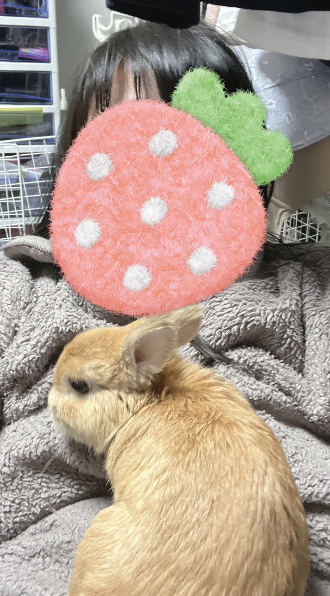 助けてください ウサギが膝の上に乗ってきたと思ったら、肩に乗ってき