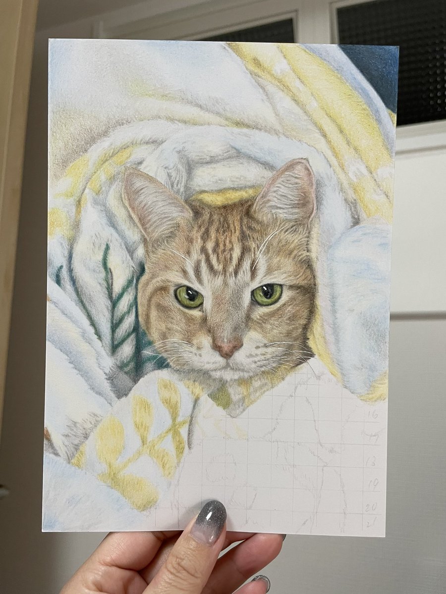 もふもふ特等席 色鉛筆画 wip #色鉛筆画