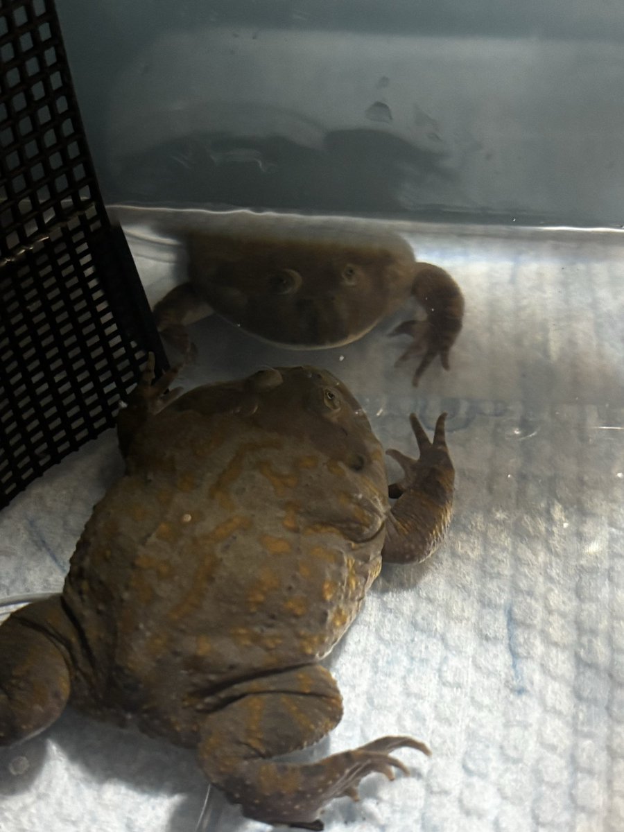 めぅ🦎🔰 tweet media