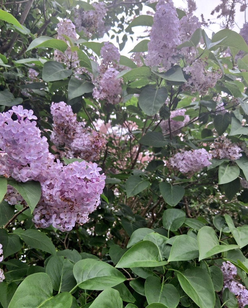JanSmithNL's tweet photo. Just been to vote... 
Late spring still painting a picture 💐 https://t.co/kjiPKBQyaX
