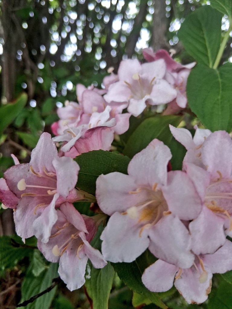 JanSmithNL's tweet photo. Just been to vote... 
Late spring still painting a picture 💐 https://t.co/kjiPKBQyaX