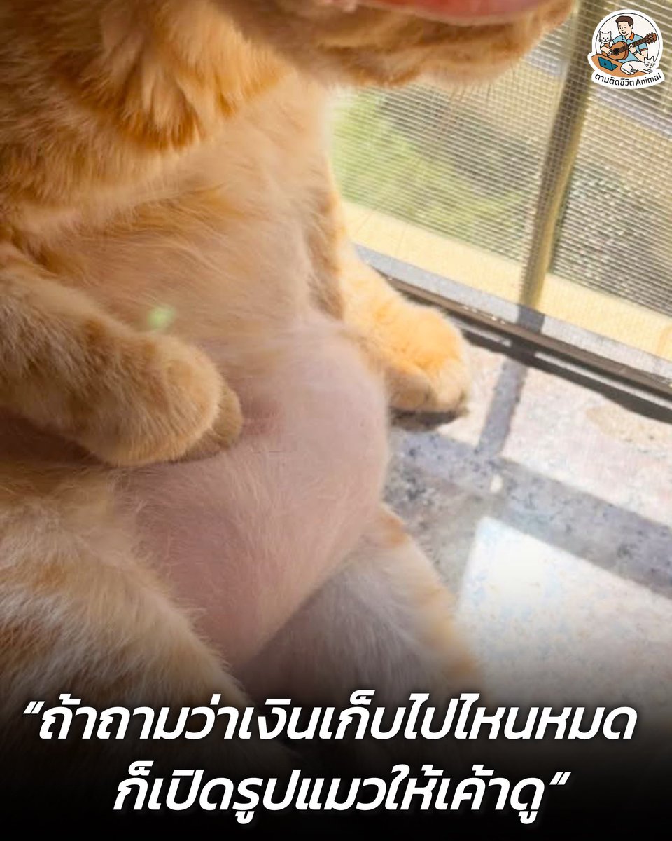 เก็บเอาไว้ในพุงแมว 😸

#หมา #แมว #ทาสแมว #อาณาจักรสัตว์โลก #ตามติดชีวิตAnimal