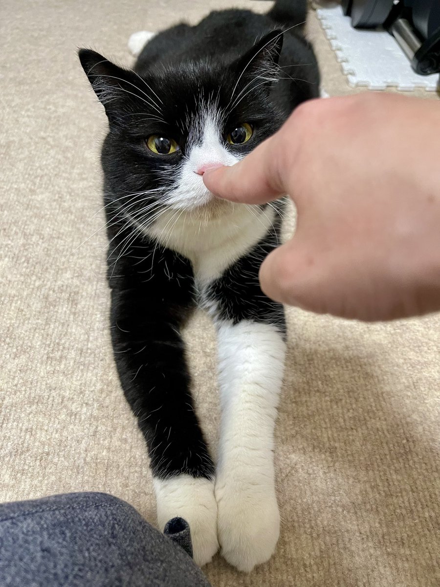 かわいいにもほどがある！