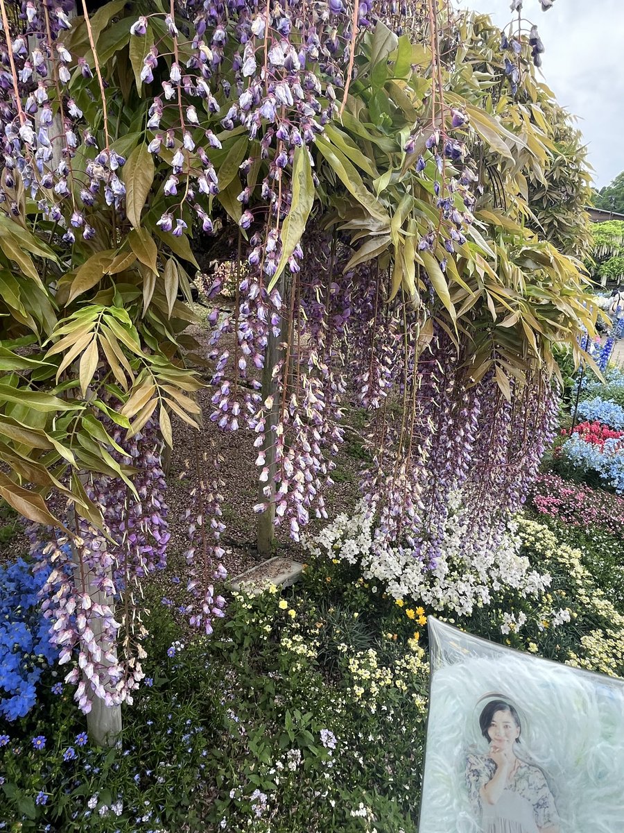 denbon24's tweet photo. 今日から仕事！
ＧＷは足利や草津に行ってきましたー
藤の花はピーク過ぎてて少し物足りなかったけど楽しめたのでヨシ！ https://t.co/TSremSv4ea