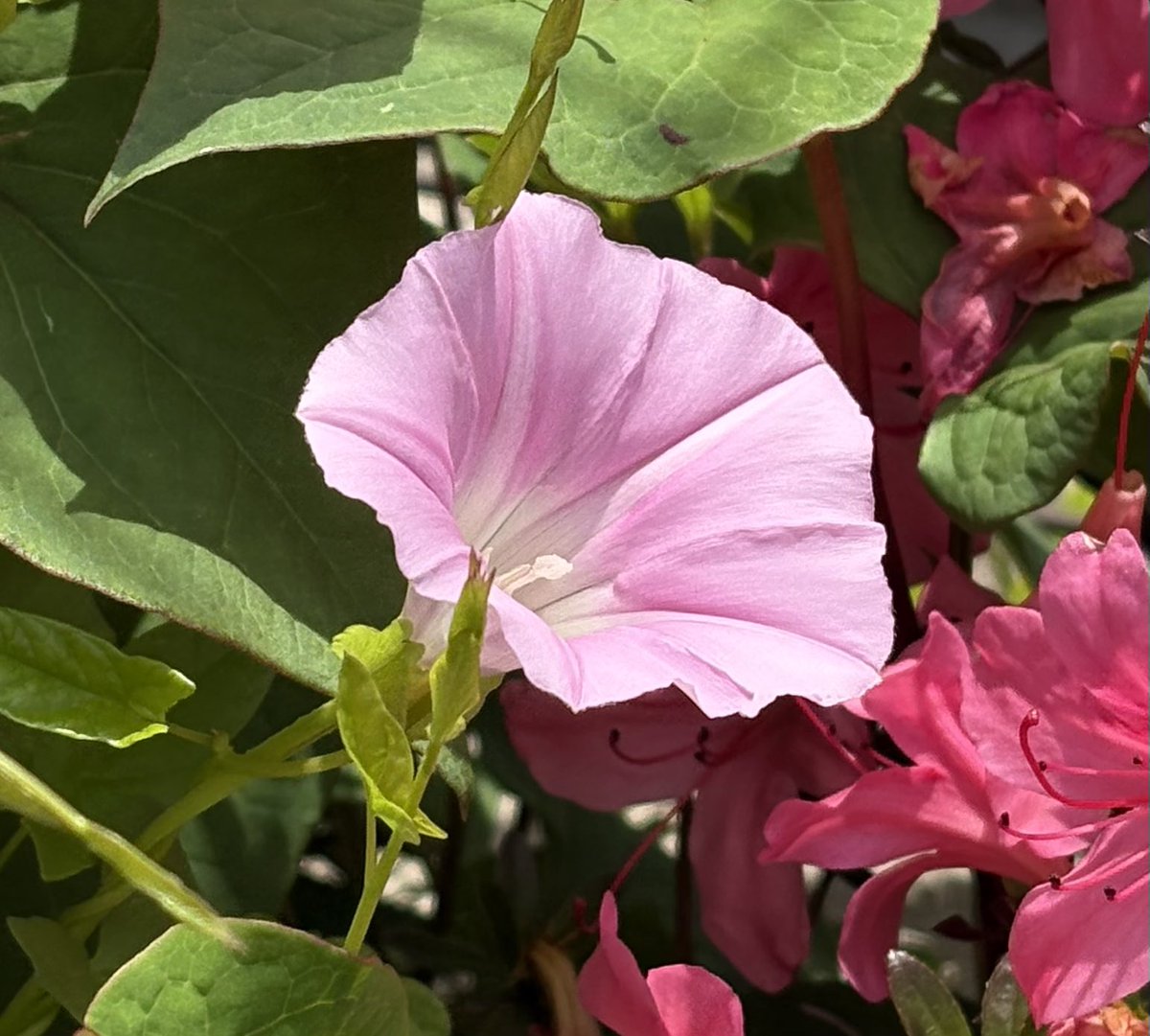 ふと見掛けたヒルガオ 身近にもこんな綺麗な花が咲いてるんだな