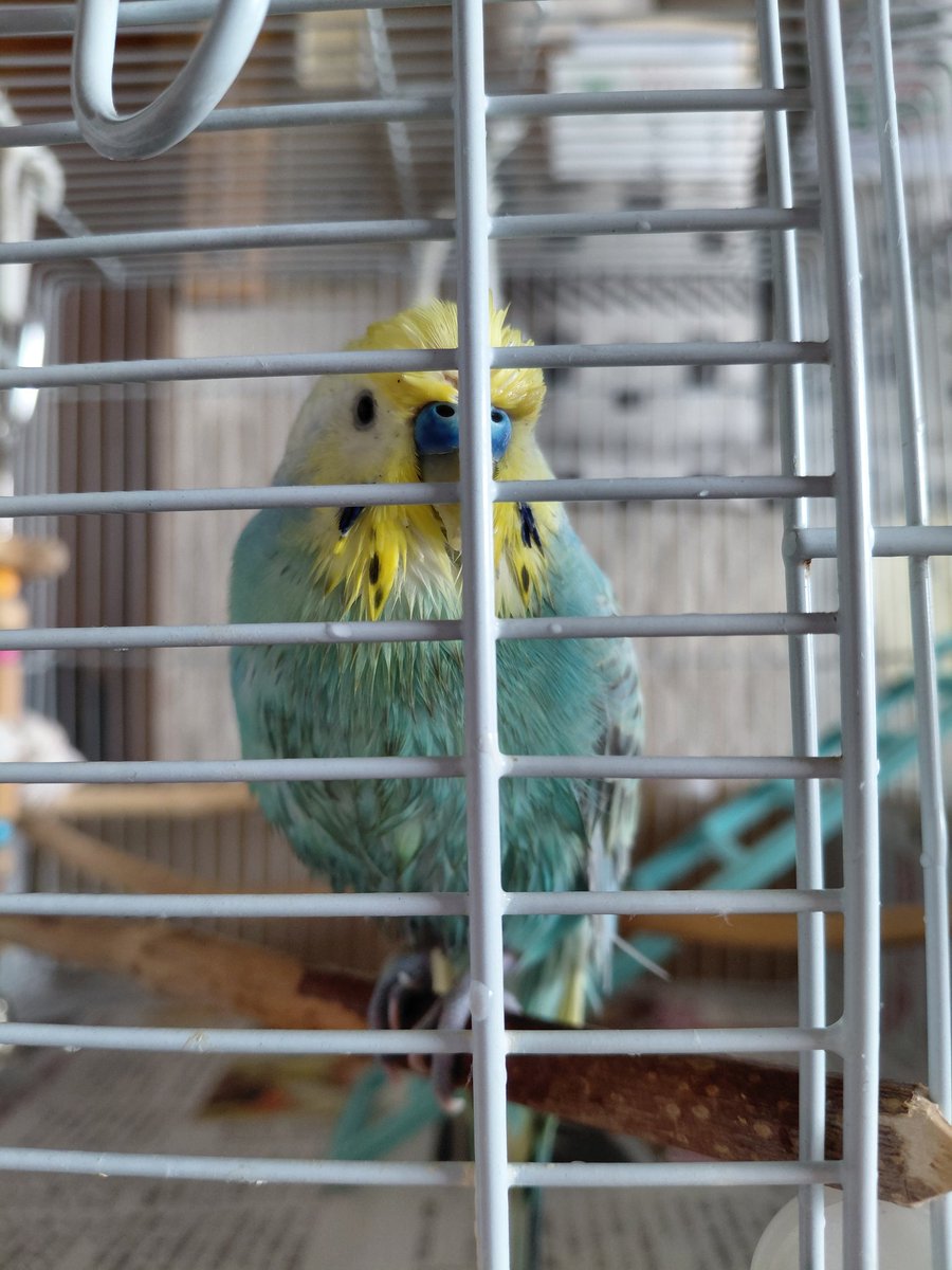 pontanoaccount's tweet photo. 今朝はちゃっぽちゃっぽ気持ちよかったね☀️

#セキセイインコ
#もふもふ
#ちゃっぽちゃっぽ https://t.co/szvgtj5PpH