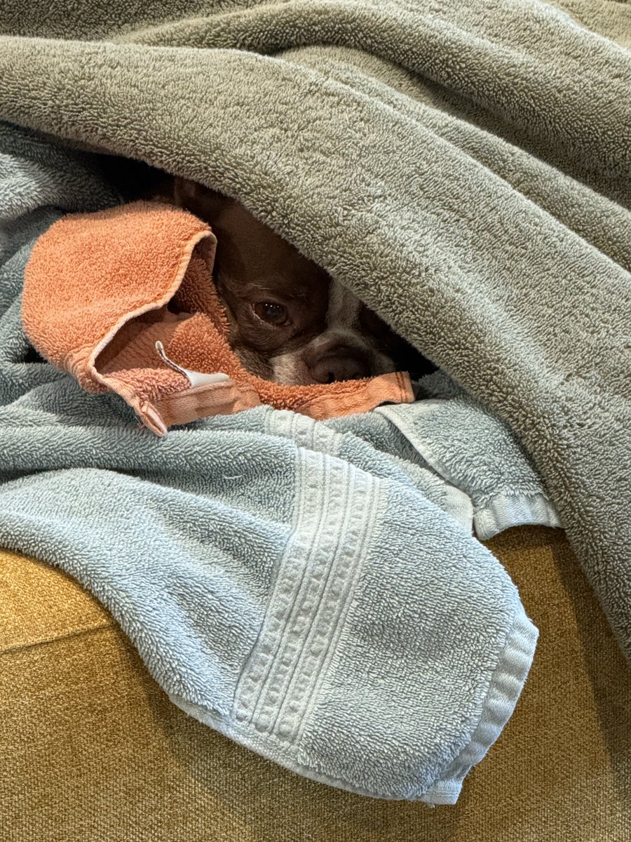 Charlie_462's tweet photo. Someone likes the warm towels…🩷 https://t.co/La7CZqgc5R