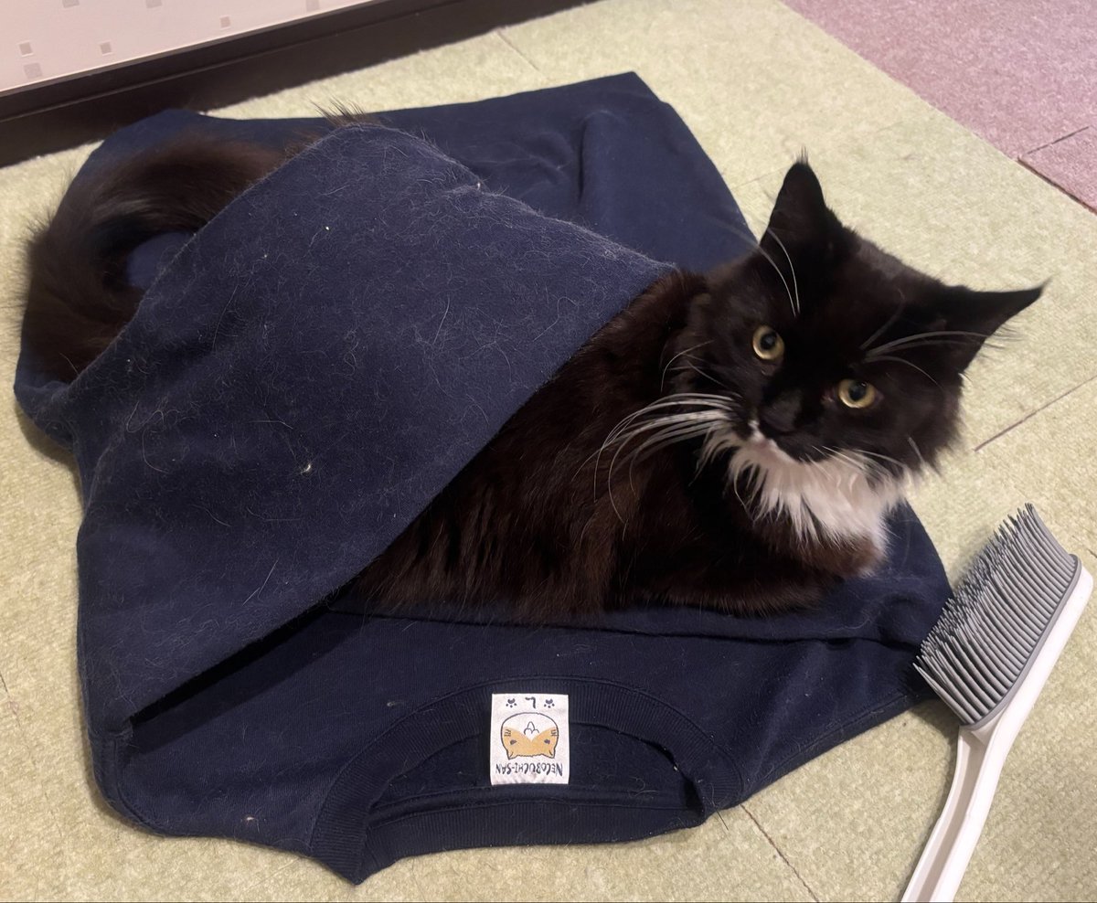 mof_neta's tweet photo. あー、ね。

洗濯物たたみ終了です

この一枚で最後でしたが、お猫様が終わりと言えば終わりなのです

それが真理です

#メインクーン https://t.co/TBhppL6a7I