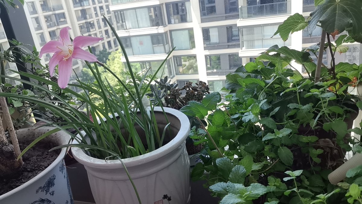 agustin28042175's tweet photo. This Sat (10am-1pm) | Community Garden Planting Day! Bring gloves/seedlings, swap tips, and grow together. Free snacks + kids’ craft corner. Meet at Maple Park Garden. Tag a neighbor—let’s green our space! #CommunityGreen #NeighborLove https://t.co/IkyO6o47YL