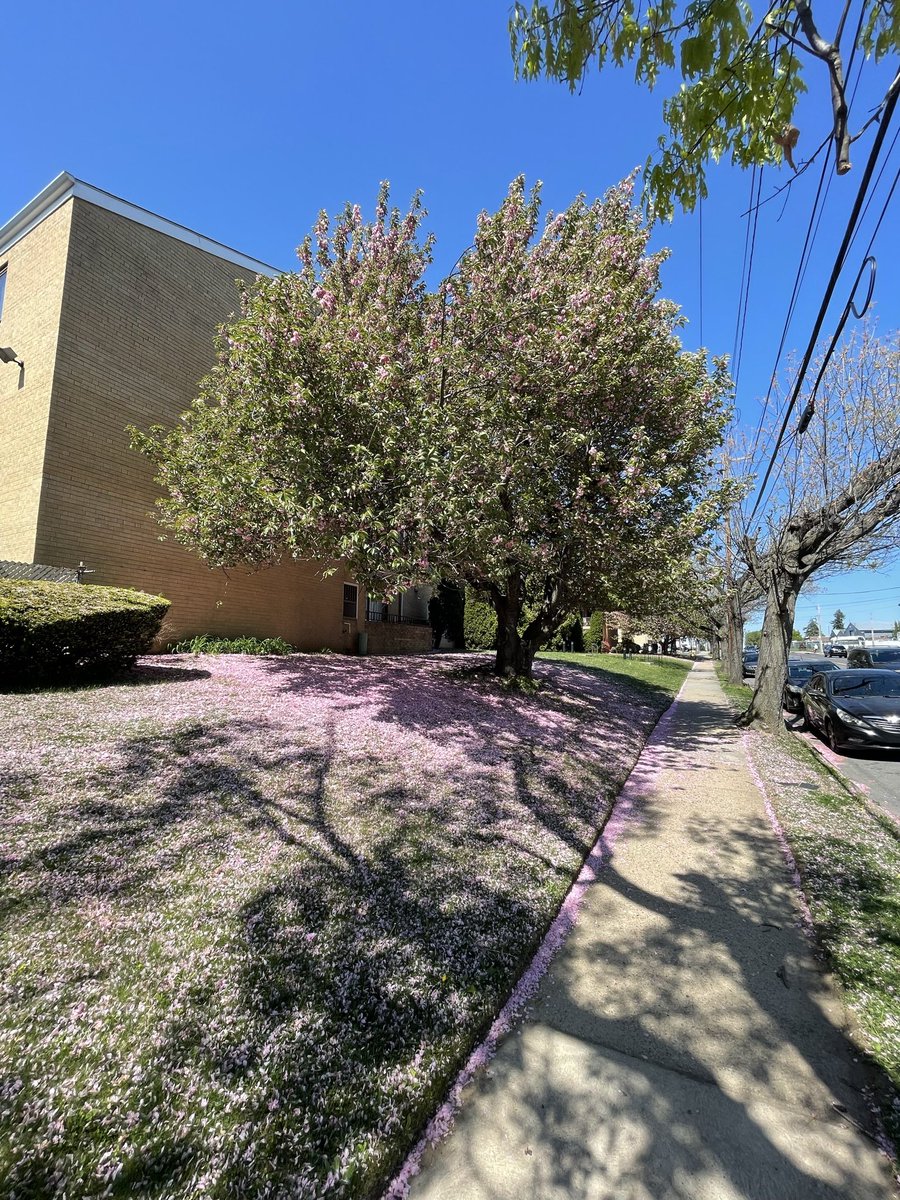 calebj_s's tweet photo. What a spring!

And to all the trees that have showered me with flower petals this year, I love you too. https://t.co/ml7klwKW51