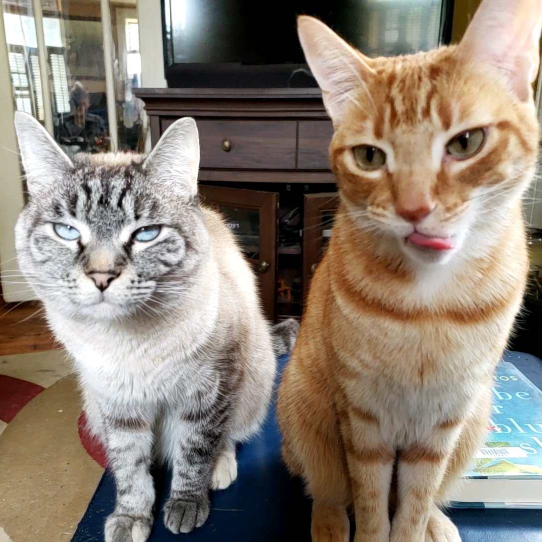 CassieJFox's tweet photo. #TabbyThursday Nala Buelern gives me the stank eyes as Pachabel Canon is tongue out. Treats not on their time today. #TabbyCats #LynxPoint #SilverTabby #OrangeTabby #StinkEye #CatsOfX #SouthernBelleFelines #TabbySiamese #Mischief ๐ ๐ โค ๐พ ๐ ๐ง https://t.co/qJE6Hl968o