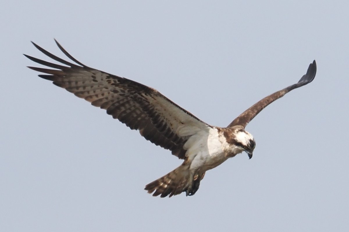 SFbirding's tweet photo. Pretty decent views of Ospreys at Riverside Nature Park, Dundee this morning as one again came in pretty close for a spot of fishing and later,one flew past with a fish. https://t.co/7Ag5oC0tcc
