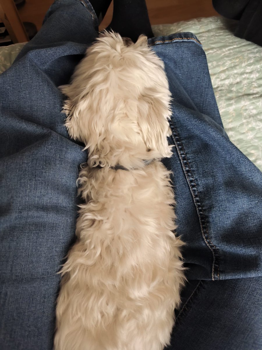 lauramn77's tweet photo. Mi peque tiene miedo. Odia las tormentas y tenemos un tormentón con unos truenos muy gordos. Va de mis brazos a los brazos de su Tata. De mis piernas a sus piernas. Pobrecito mío, qué mal lo pasa. https://t.co/sTEF4UOVJG