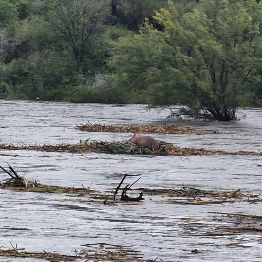 ReenvalSA's tweet photo. #GraaffReinet
#Erdvark spoel rivier af
Hulle is van natuur goeie en sterk swemmers
📷Zandrea Swanepoel https://t.co/3nZ0JJJ1rC