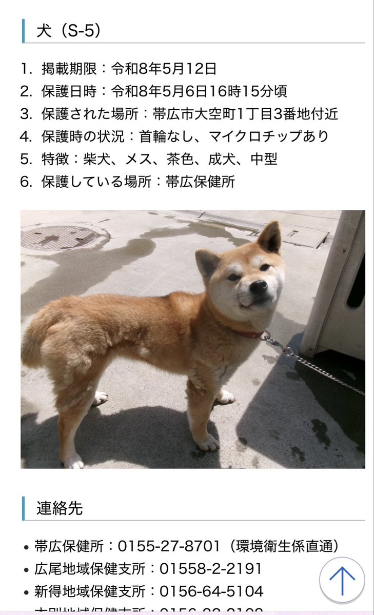 先日保護した柴犬は、帯広保健所に移動
したようです
迷子期間が終わり次第、里親募集になると
思われます
この子が幸せに暮らせますように、🥲
＃帯広市迷い犬　＃柴犬迷い犬