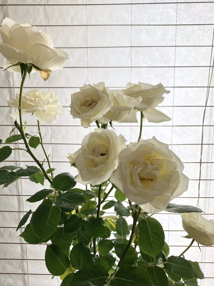 1週間前から開花したバラの鉢植えを室内に置いてます。 おかげで