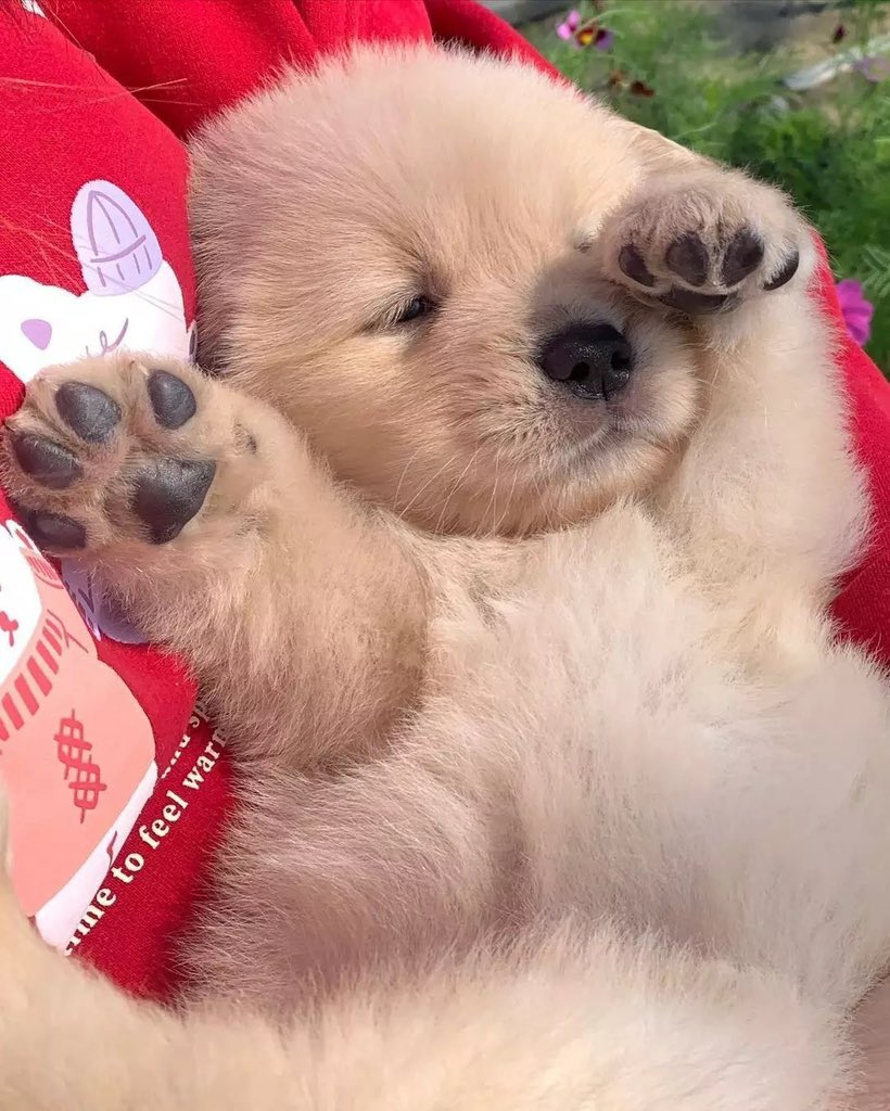 Puppies ๐ถ tweet media