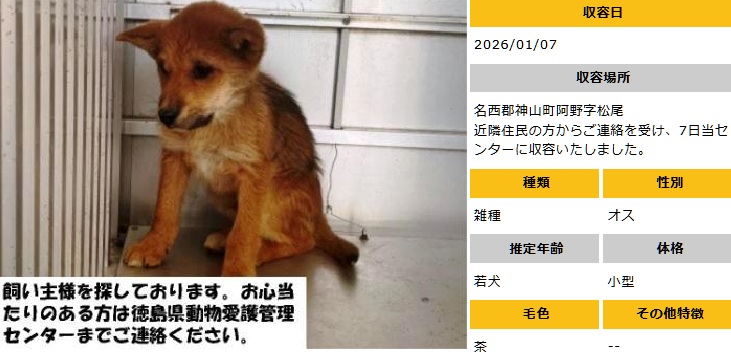 #徳島 #迷子犬
◎1/7収容　若犬♂茶
名西郡神山町阿野字松尾　にて
◎飼い主さん、お心あたりある方、至急ご連絡を！
命にきちんと向き合い、守ってほしい　殺処分は廃止！
どうか命が守られますように　※クレームNG！