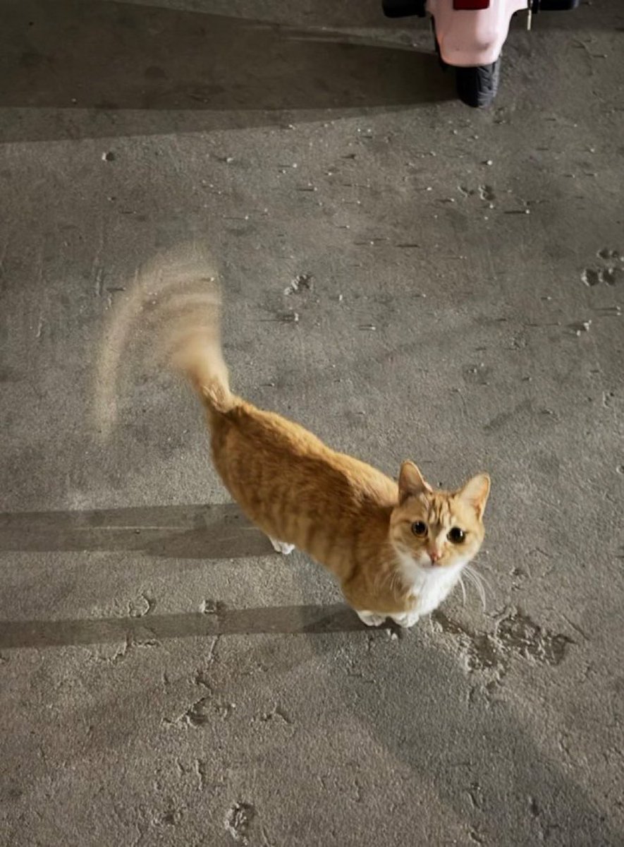 癒しの動物 tweet media
