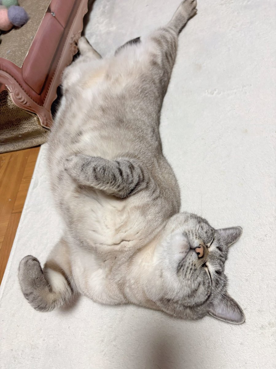 無防備天使ちゃん😴
おやすみにゃさい⋆.˚ ☾ .⭒