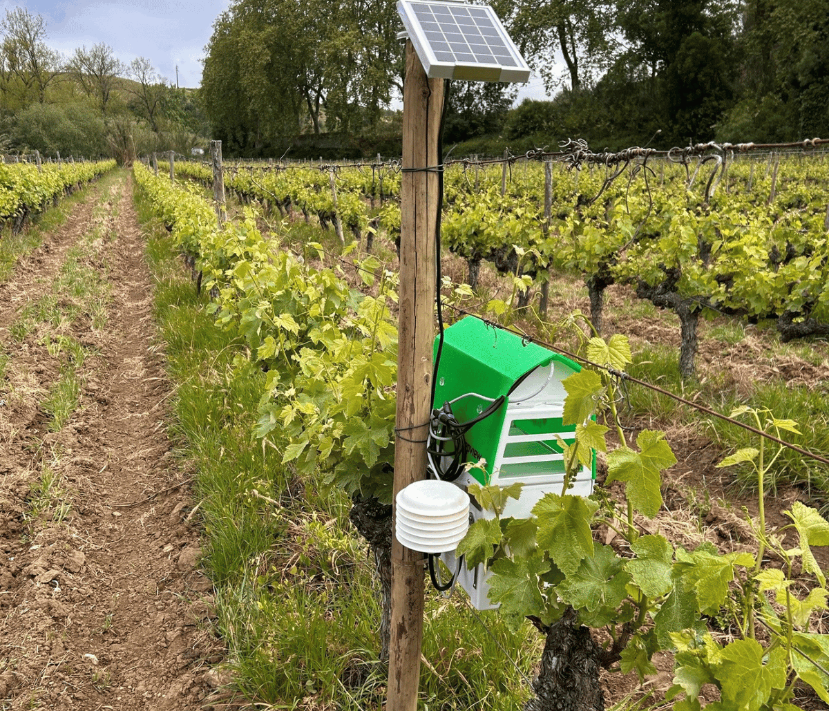 Trapview_'s tweet photo. The national #PestMonitoring project in Portugal is off to a strong start and is running smoothly.
We’re proud to be a key partner in building one of the most advanced, data-driven pest monitoring systems in agriculture today.

More: https://t.co/KGxjpjApsr
#Trapview #IPM https://t.co/djjFL09SzY