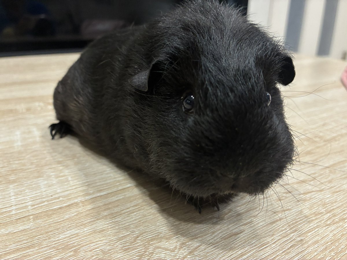 はるこっこ🐾ディカプリオとなかまたち tweet media