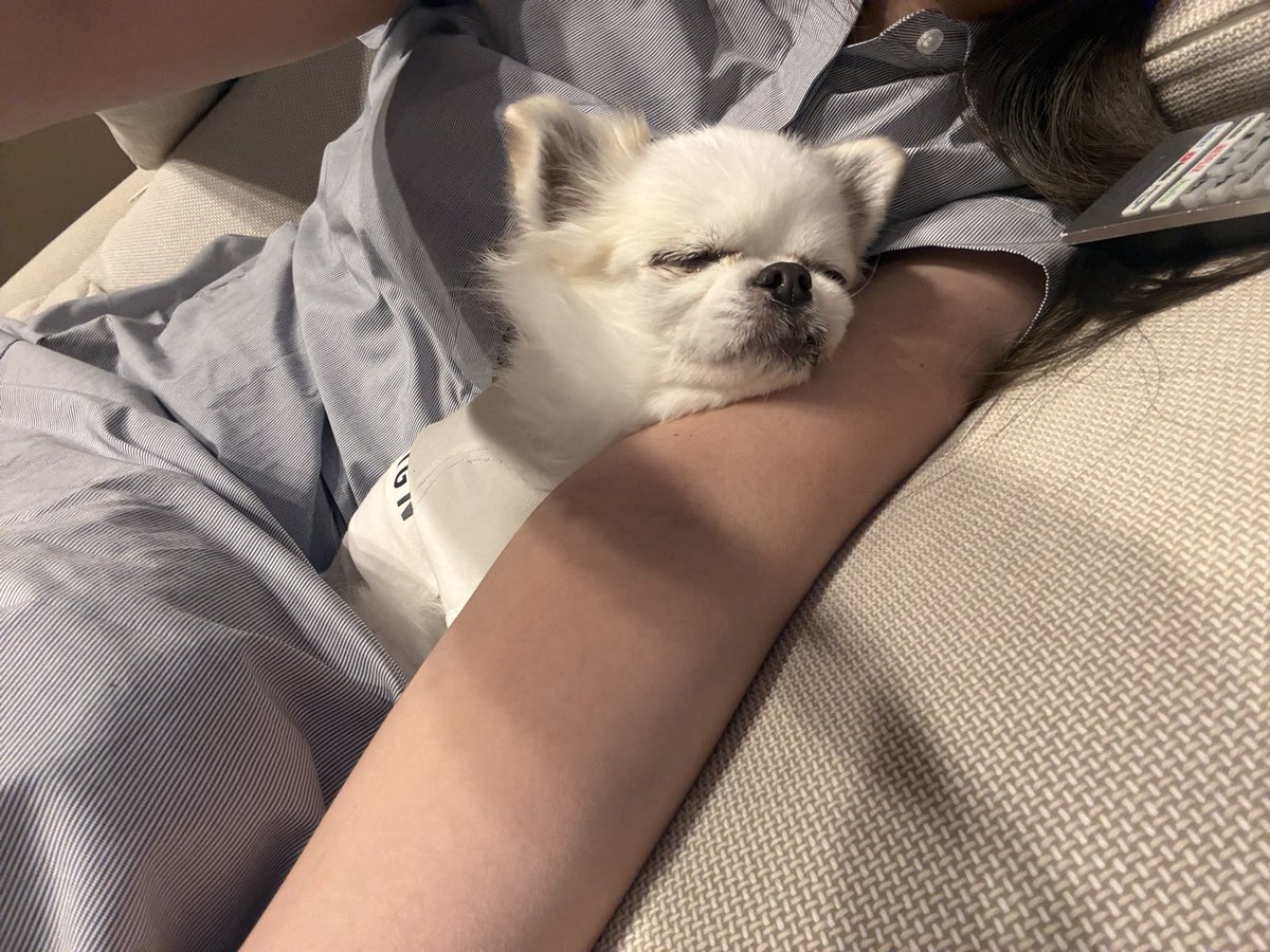 buttobionna's tweet photo. ちっさくてかわいい https://t.co/2BcNMssimP