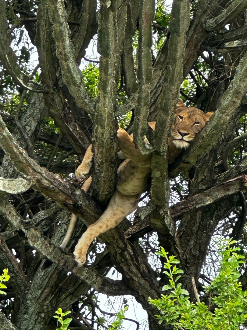 wildlifencount's tweet photo. Have you seen the Tree Climbing Lions of Ishasha sector, Queen Elizabeth National Park, Uganda?

 Some people don't know that Lions Climb. Others have never seen them in  trees, but honestly lions climb. Though not all of them.

Book with us at https://t.co/2qzXZlkWCM  for your next trip to Uganda.