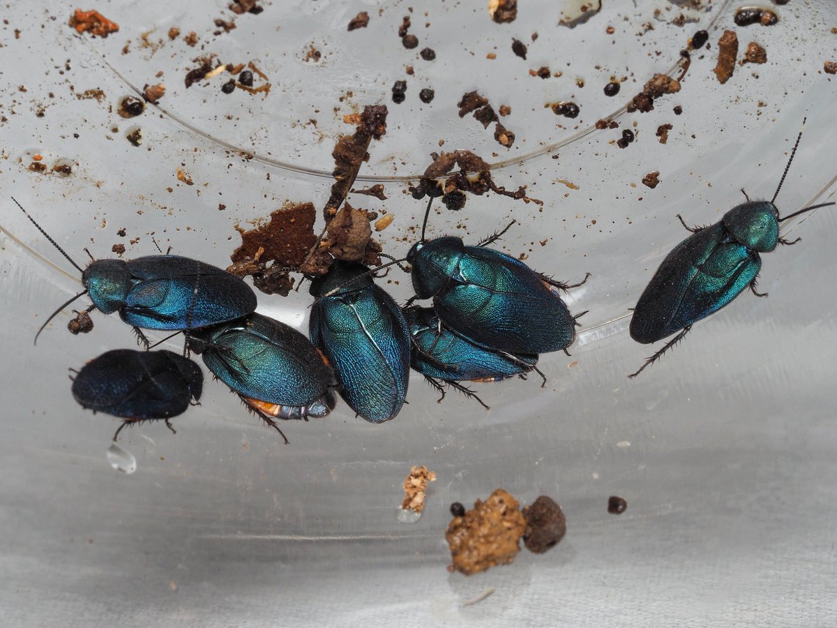 Lucanidae84's tweet photo. やたらルリゴキ成虫が纏っている一角があったけど、1頭を除いて全部雄だった
発生源は別の場所なんかな？ https://t.co/NrT9s29K4Y