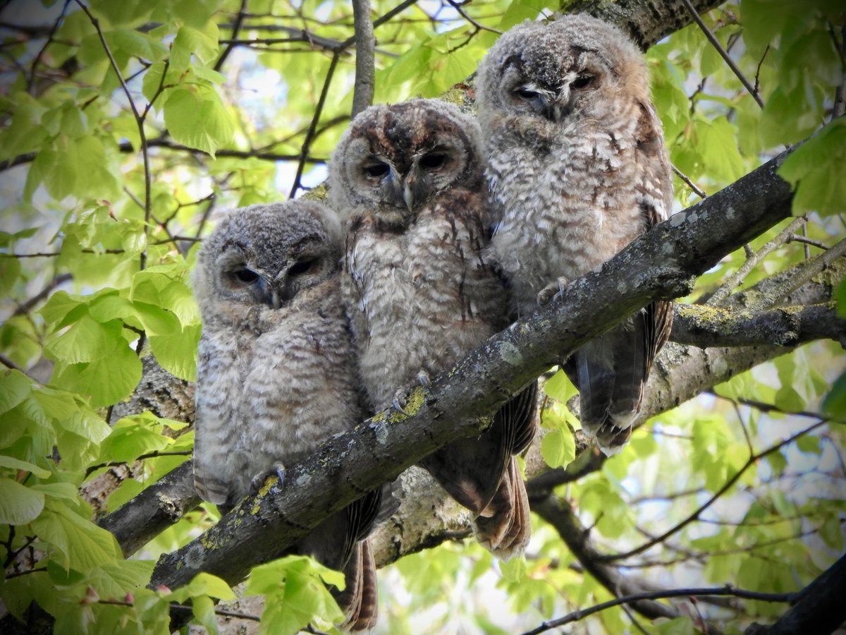 RichardPud1977's tweet photo. 3 Urban Tawny owlets on my local patch in Teesside…..
#Shakeyphotography #Tawnyowl #Strixaluco
@teesbirds1 @teeswildlife @NaturalEngland @Natures_Voice @BBCSpringwatch @WildlifeMag @NatureUK @UKNikon #Wildlife #Nature #Birdphotography #Parkinsons https://t.co/AsN1tlVDjF