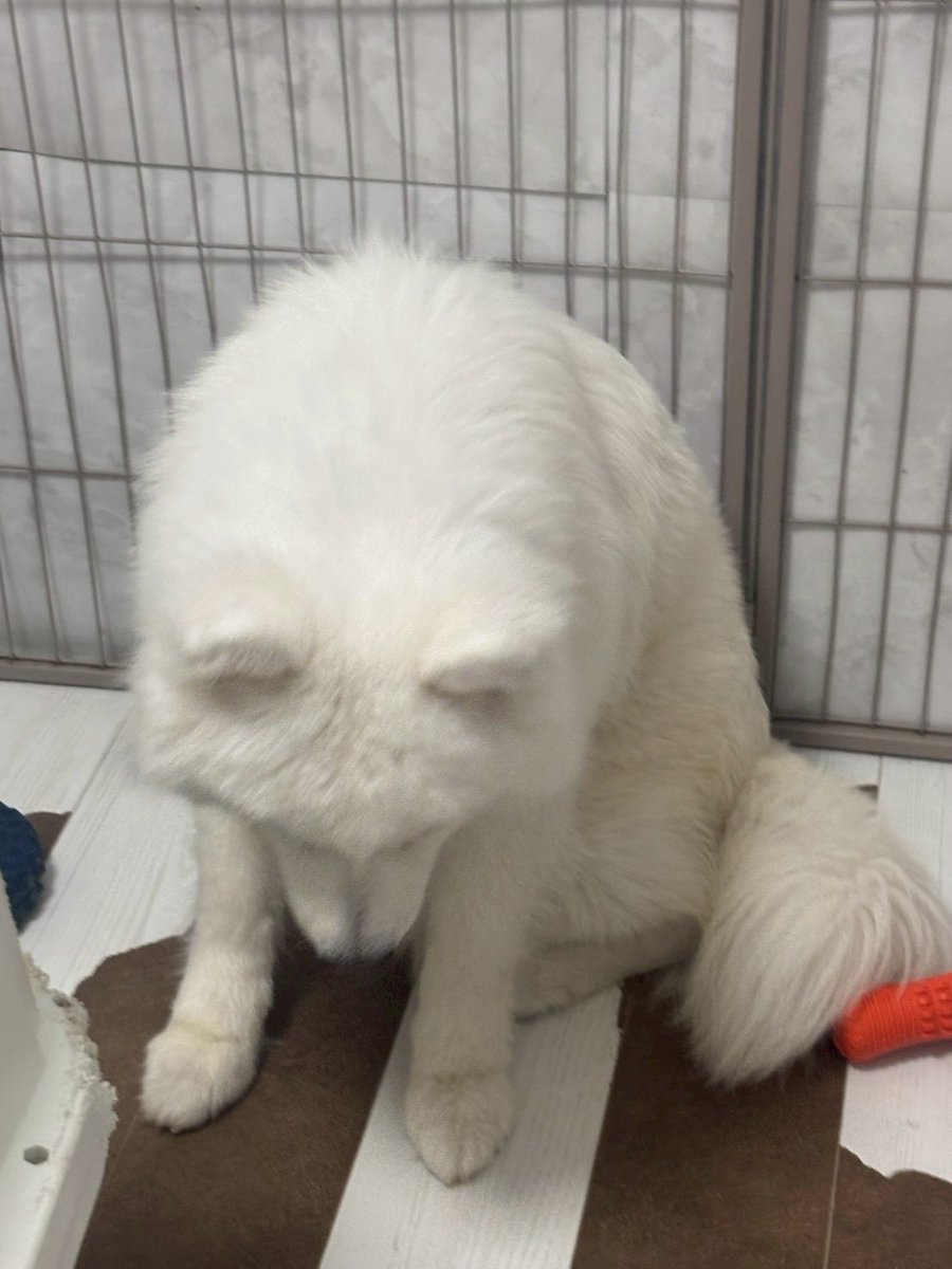 犬好きのみなさんまた力を貸してください GW明けの仕事ですごく疲れた