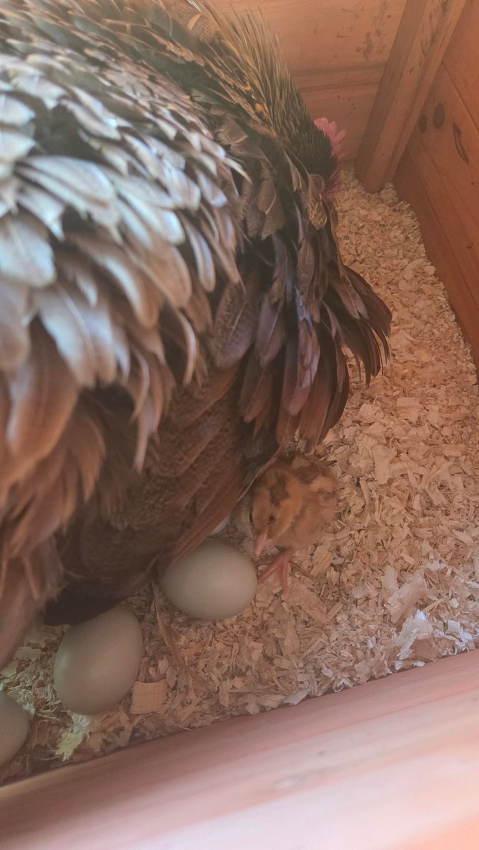Premier poussin pour ma jeune gauloise couveuse 🤧🤧🤧 j'espère qu'elle sera aussi bonne mère que ma Brahma.
