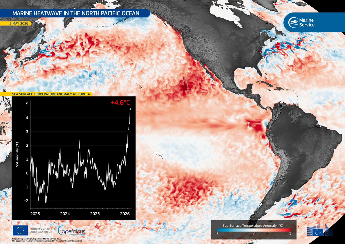 Huge parts of the Pacific are +3°C above normal, with hotspots up to +4.6°C. Marine heatwaves are just as devastating as land events, disrupting ecosystems, stressing coral, &amp; threatening entire ocean food chains. This is not just warmer water. It’s a major shock to ocean life.