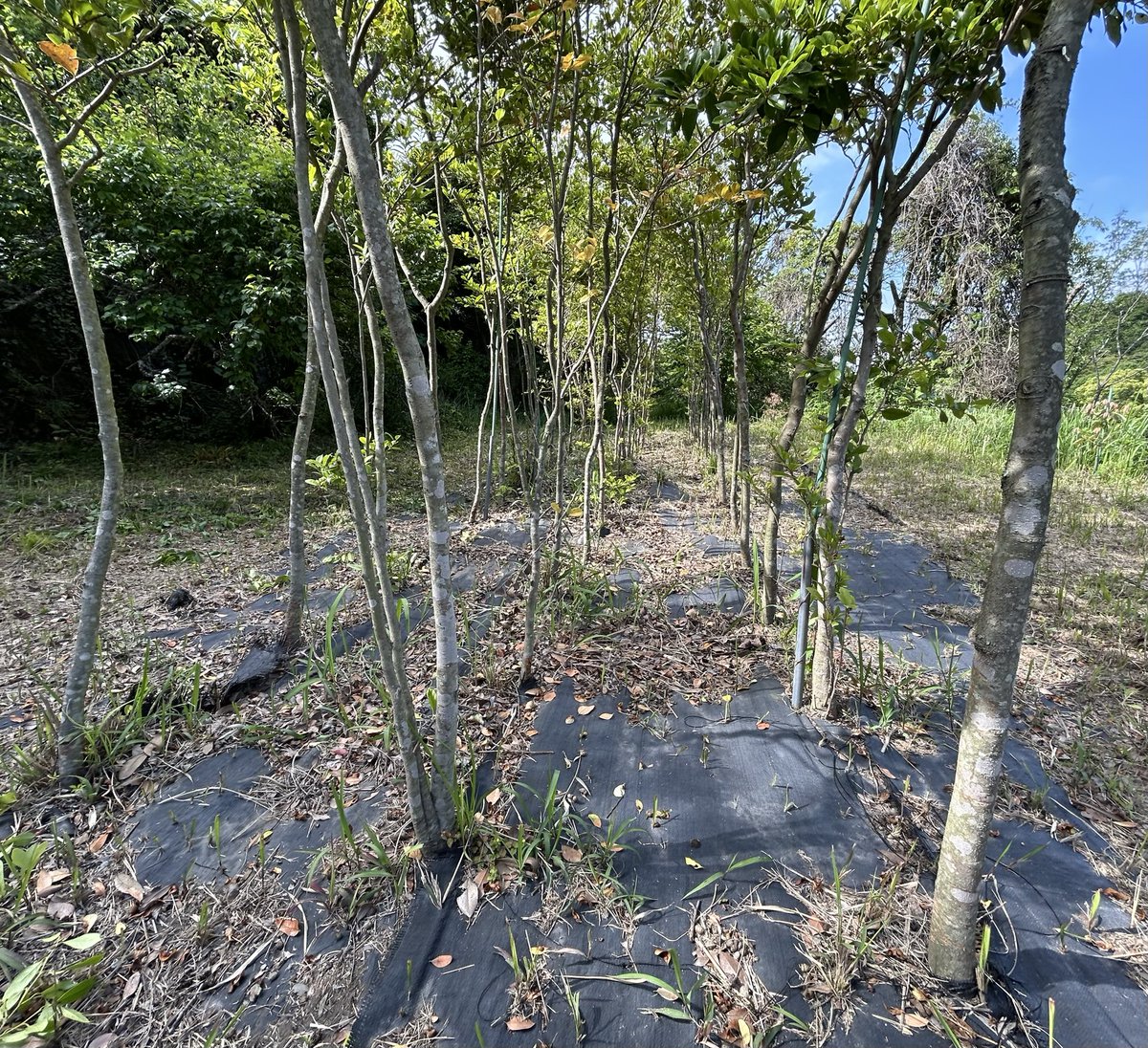 jigenryu1969's tweet photo. 薬丸自顕流ユスの木🌲プロジェクト‼️
本日、草払いを行いました🫡
50本、皆元気です😊高い木で約4mほど😲なかなか真っ直ぐには育たないですね😅 https://t.co/svq4Xbi6H4