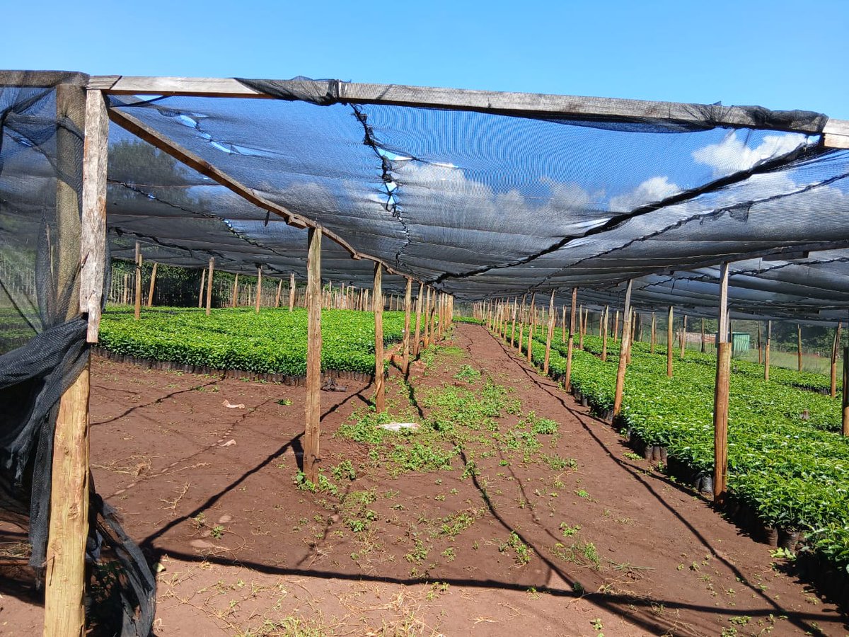 collinskimanth2's tweet photo. Endebess coffee Estate 
Seedlings available
Batian 
Ruiru 11 
Price - ksh- 50 per Seedlings 
@AKchumo @collinskimanth2 @AKchumo @ChantalMwiza @Muganzisecure @salimo_paul @cbeekeeping @iamcheropmark @PatoJuktex https://t.co/BN0A5EX5Q6