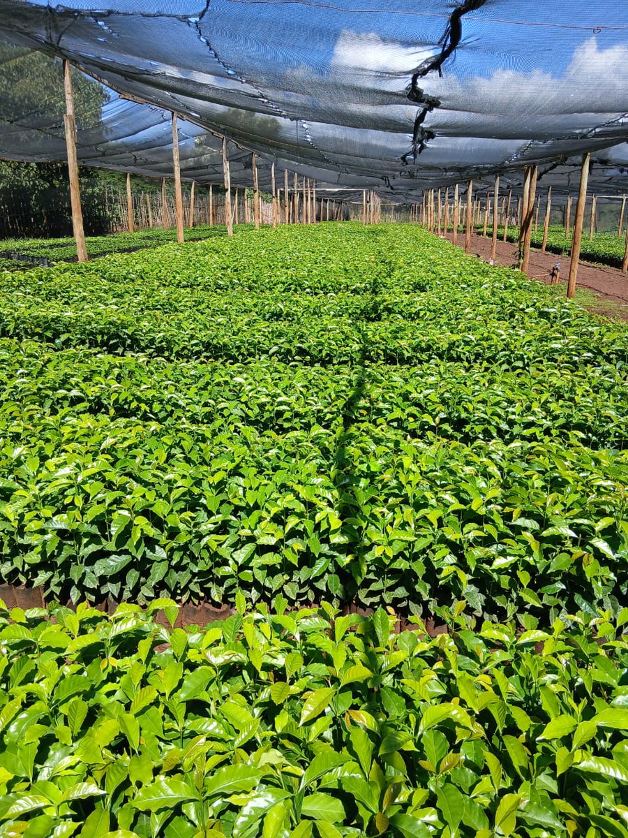 collinskimanth2's tweet photo. Endebess coffee Estate 
Seedlings available
Batian 
Ruiru 11 
Price - ksh- 50 per Seedlings 
@AKchumo @collinskimanth2 @AKchumo @ChantalMwiza @Muganzisecure @salimo_paul @cbeekeeping @iamcheropmark @PatoJuktex https://t.co/BN0A5EX5Q6