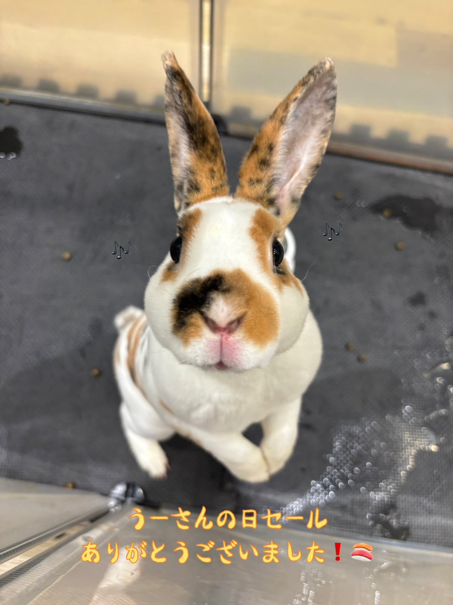 うーさんの日2026セールありがとうございました❗️

#うさぎのしっぽ #うさぎのしっぽ幕張新都心店 #うさぎ #おいなり #うーさんの日セール #ありがとうございました！ #うさぎのいる生活 #うさぎのいる暮らし
