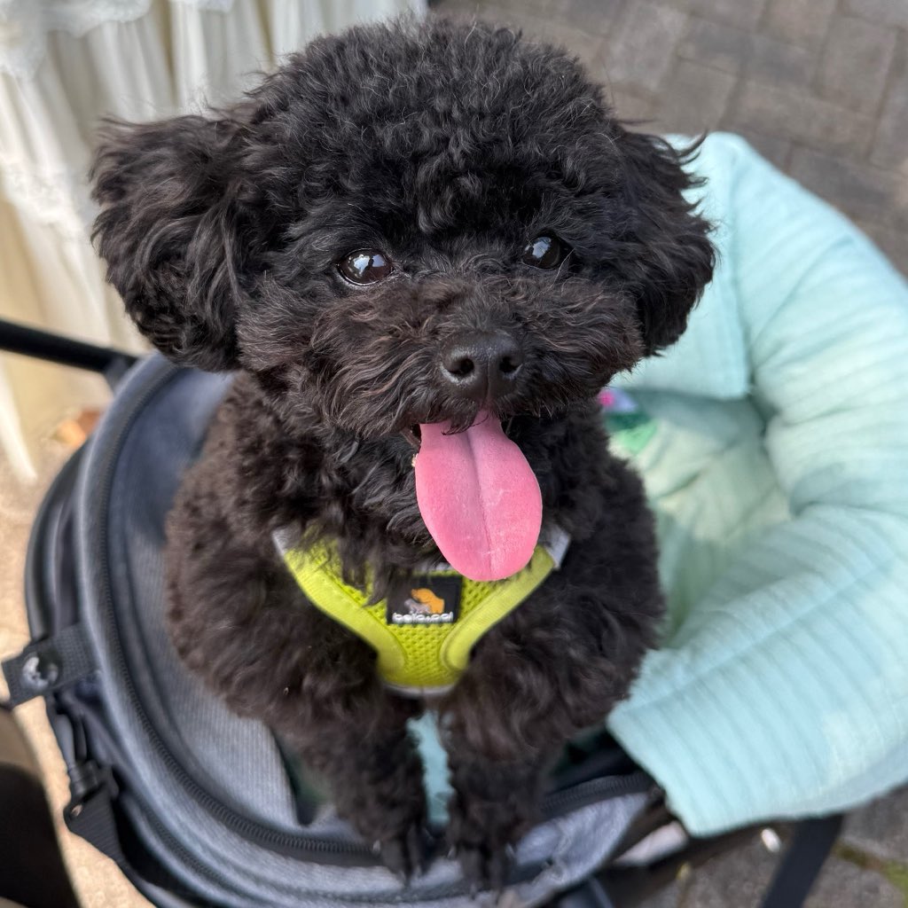sdtk6v6's tweet photo. これ本当？うちの犬ちゃんともあと30年一緒にいれますか(T . T)一緒にいたいよ https://t.co/vGRWEdBp65