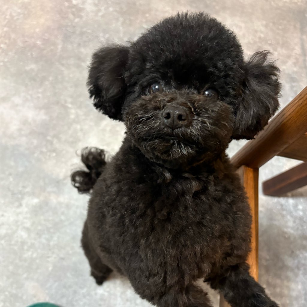 sdtk6v6's tweet photo. これ本当？うちの犬ちゃんともあと30年一緒にいれますか(T . T)一緒にいたいよ https://t.co/vGRWEdBp65
