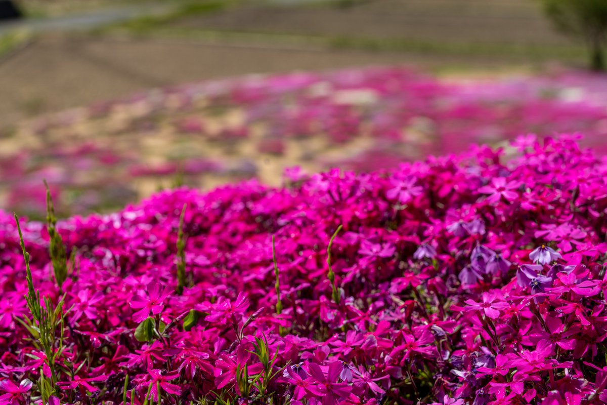 nobi2290's tweet photo. 芝桜公園
5/7　江刺梁川

＃奥州市　＃iiiwate  　＃芝桜 https://t.co/BuSOg9uz00