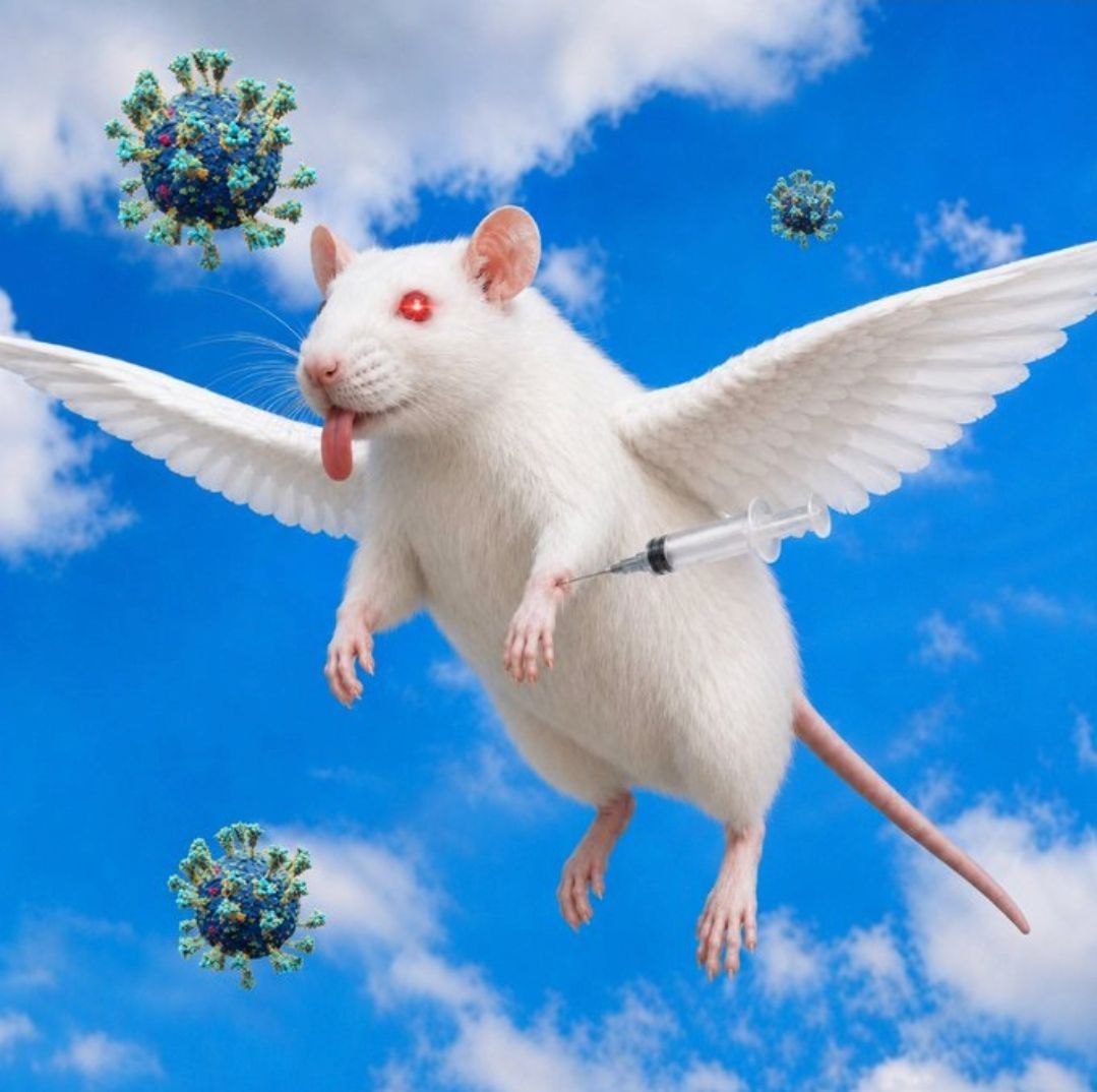 Flyinghantarat's tweet photo. We are in virus meta rn.      

100% of the fees sent to the American Respiratory Care Foundation

Flying Hantavirus Rat  

$FHR 

ratwifmask just hit 200k+ and this is 10x funnier
 
6jzWK1Lqqx7RV19pERRibnhGHLs4NAMujjGFaXcapump https://t.co/VjGHo8wDD5