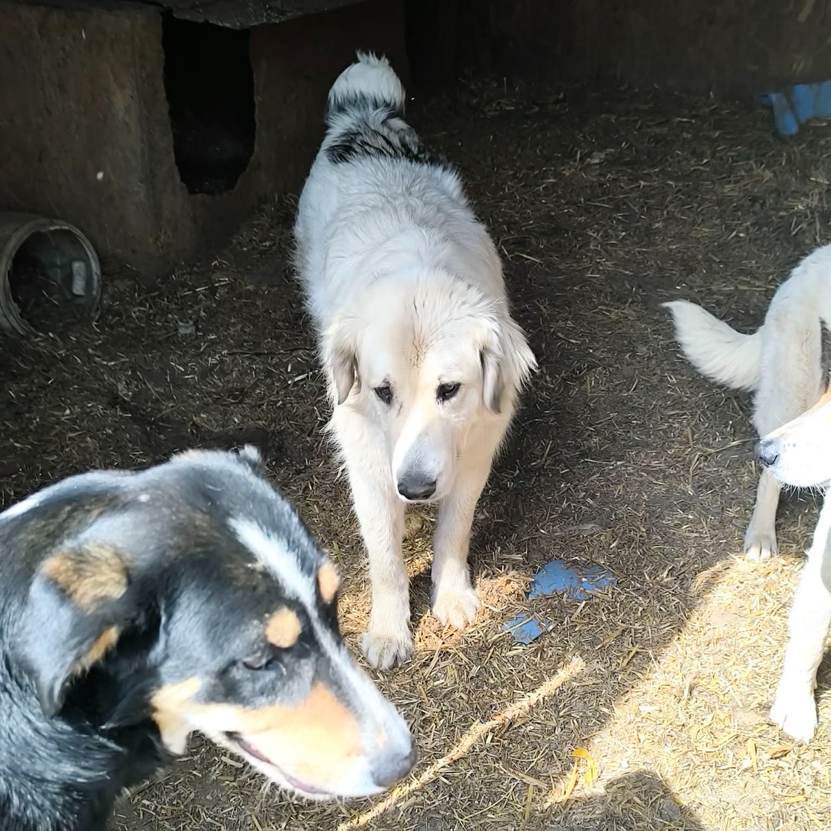 Timid Theo is my next unsponsored dog. He needs £46 sponsor if you can help him this month. Really appreciate any help 🙏🙏 tinyurl.com/DogsUnsponsored ❤️