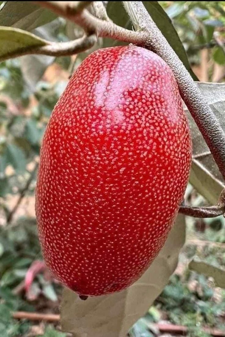 earthview7051's tweet photo. Nature’s hidden gems. 🍒 These speckled beauties are Gumi berries—tart, sweet, and perfectly in season.#GumiBerry #CherrySilverberry #ElaeagnusMultiflora #GumiBerries #Silverberry https://t.co/M4PXCVZ6uF