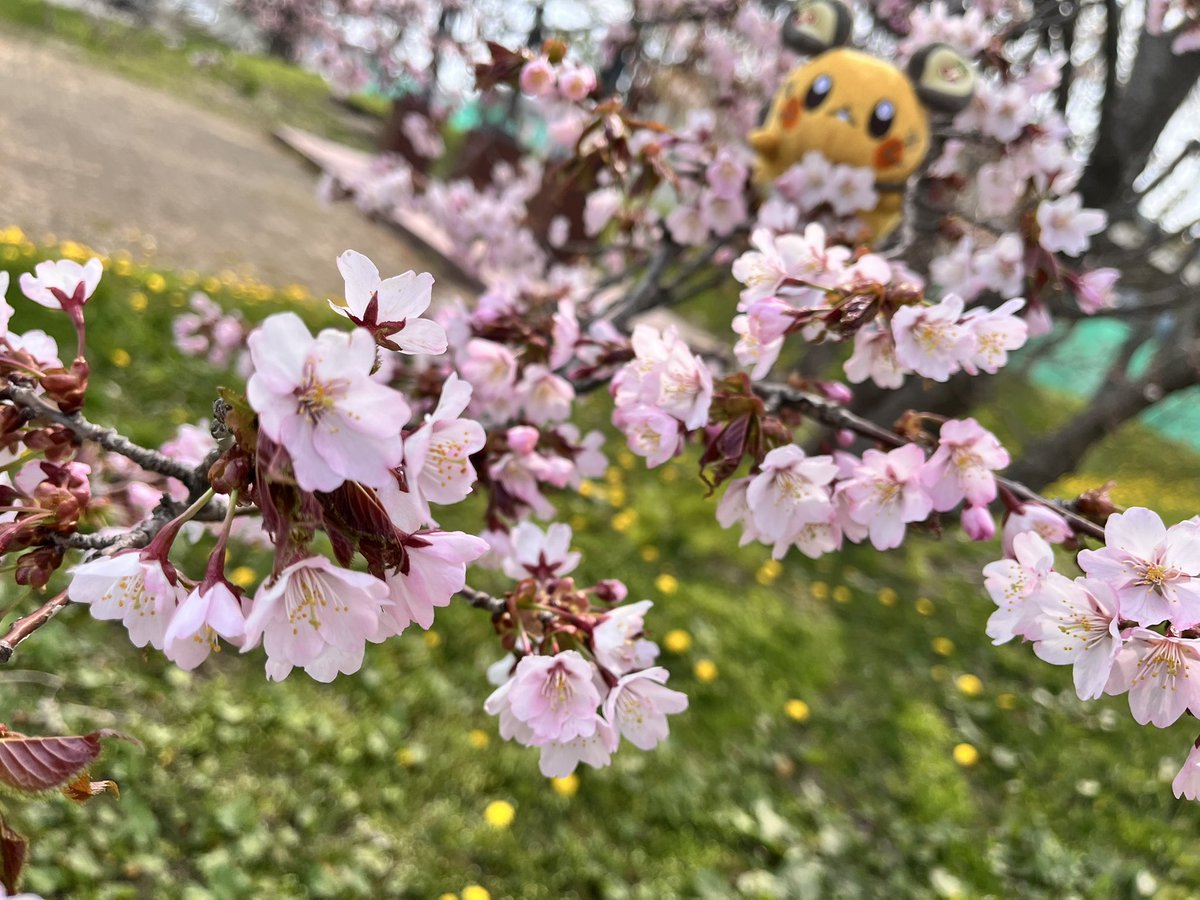 かわ✌︎ tweet media