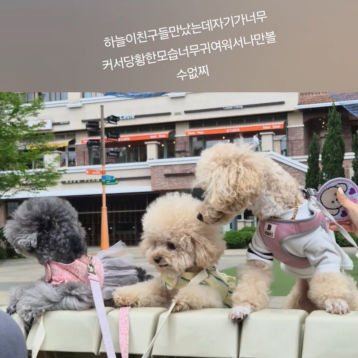 버피 tweet media