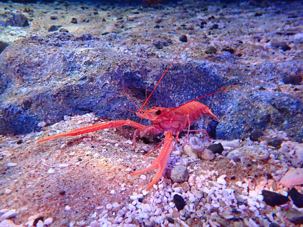kamoseaOfficial's tweet photo. エコアクアロームの一番奥「鴨川海底谷」水槽では、深海の生物たちを展示しています。
他のエリアより一段と暗く、小さなお子様には少し怖く感じるエリアかもしれませんが、ぜひ覗いてみてください。

https://t.co/kXvrAy2VqJ https://t.co/nRbQOMLuUd